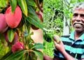 The world’s most expensive mangoes, cultivated on a terrace in Udupi, offer a blueprint for home growers
