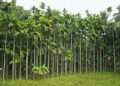 10 Acre a Agriculture land for sale  Gurupura Kaikamba.