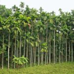10 Acre a Agriculture land for sale  Gurupura Kaikamba.