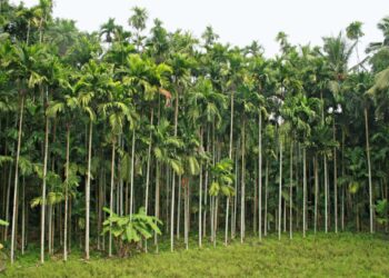 10 Acre a Agriculture land for sale Gurupura Kaikamba.