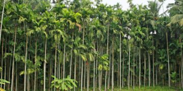 10 Acre a Agriculture land for sale  Gurupura Kaikamba.
