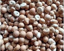 Arecanut Price Surge in the State